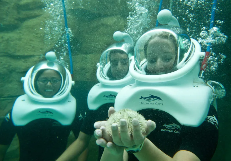 Discovery Cove Day Resort Package with SeaWorld Orlando & Aquatica Orlando