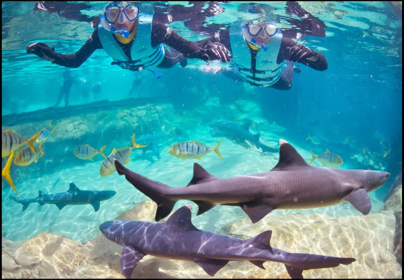 Discovery Cove Ultimate Packages With Parking