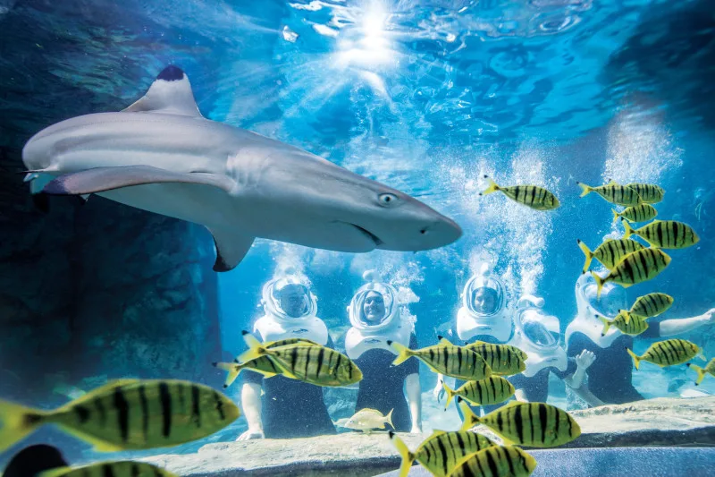Discovery Cove ONLY Package